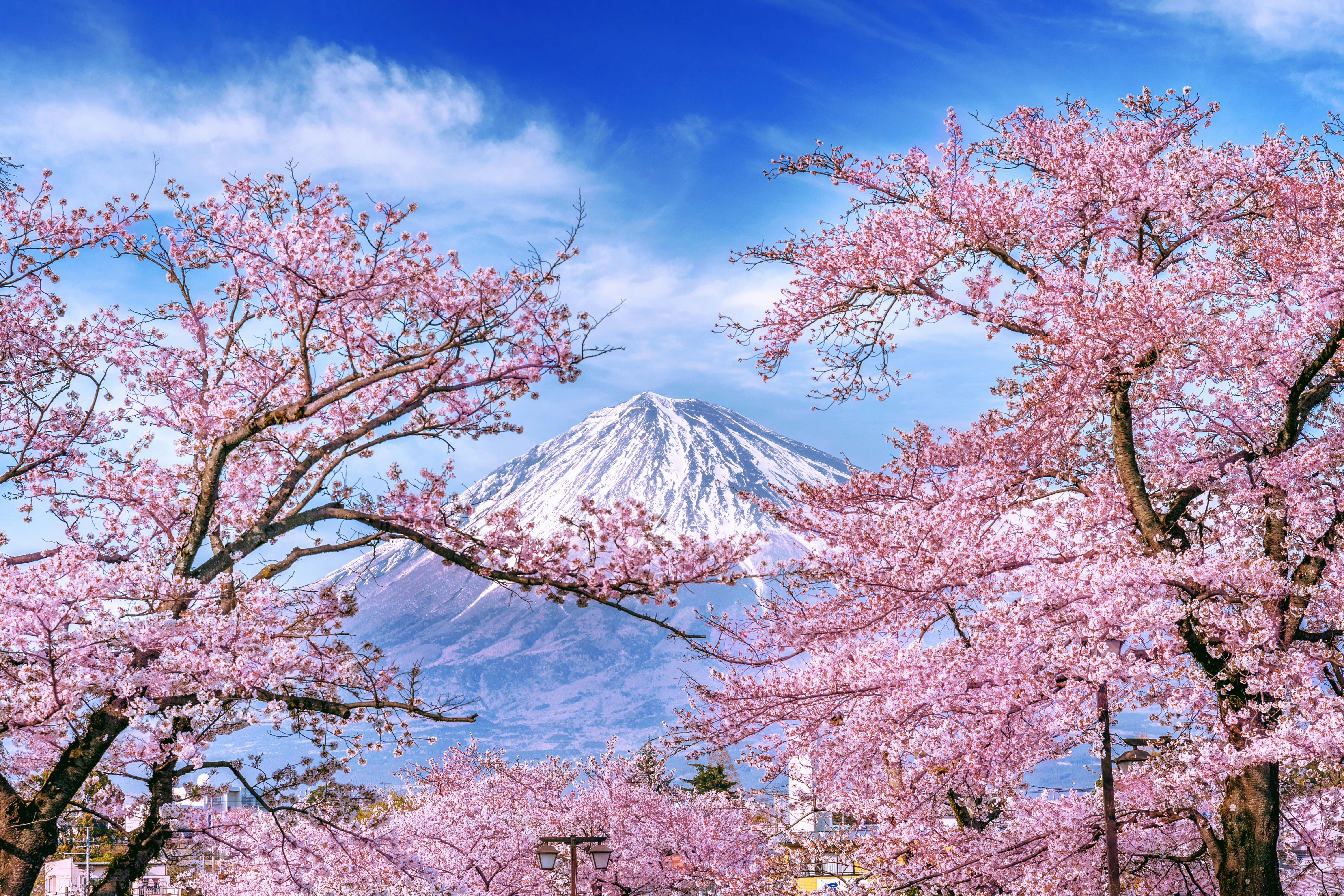 Cherry blossoms in Japan during sakura season