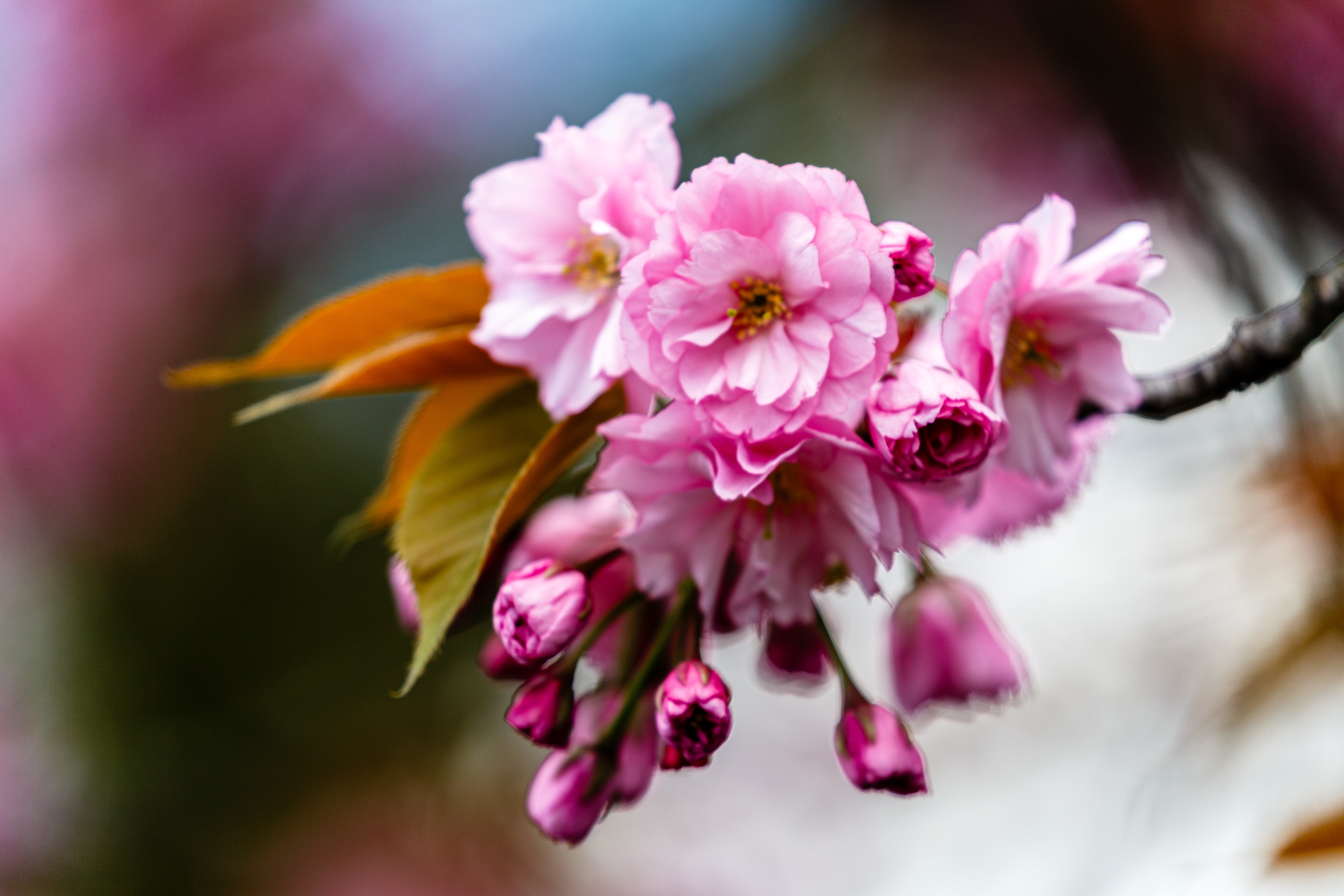 Kanzan cherry blossom