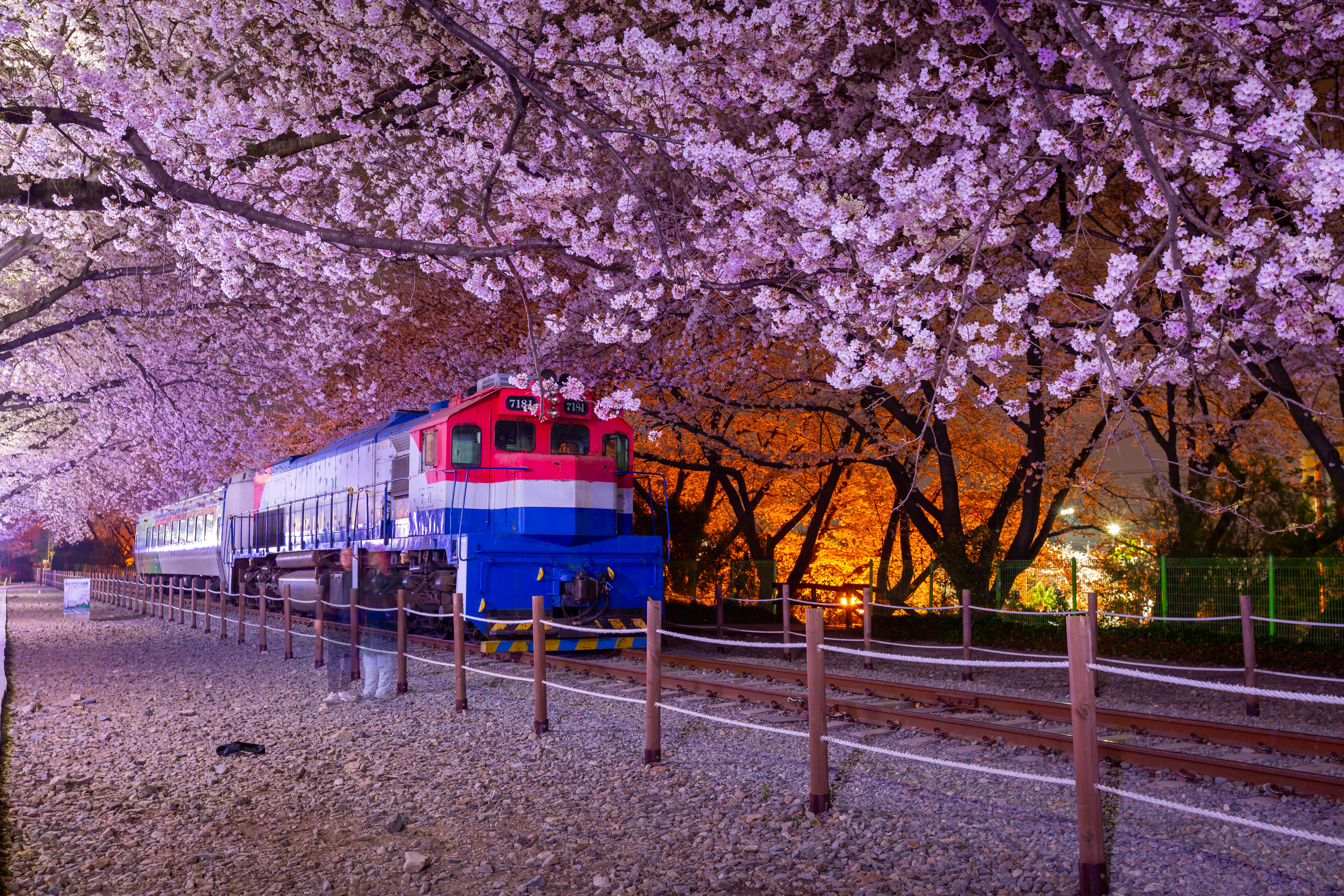 Cherry blossom festival in South Korea
