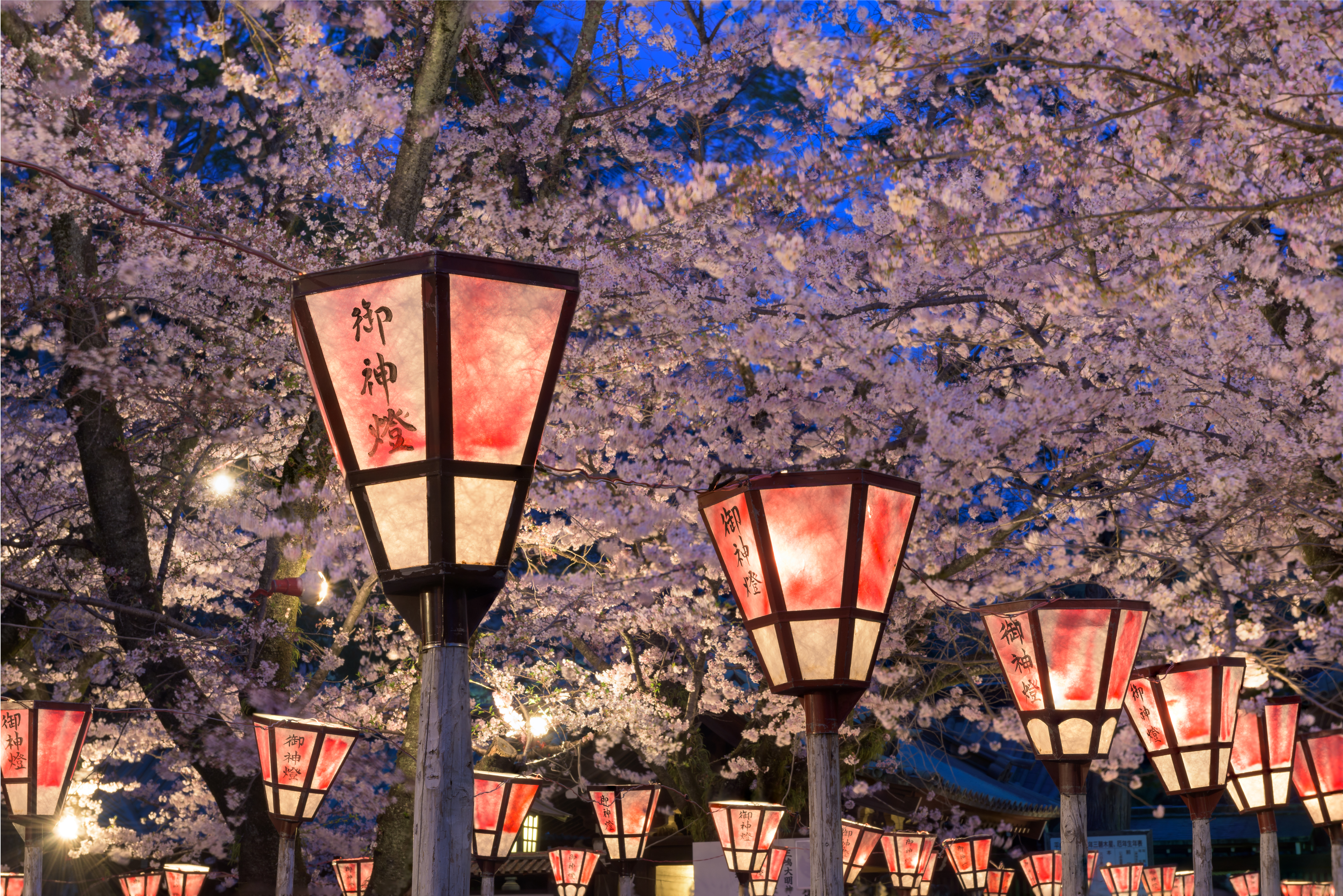 Tokyo cherry blossoms